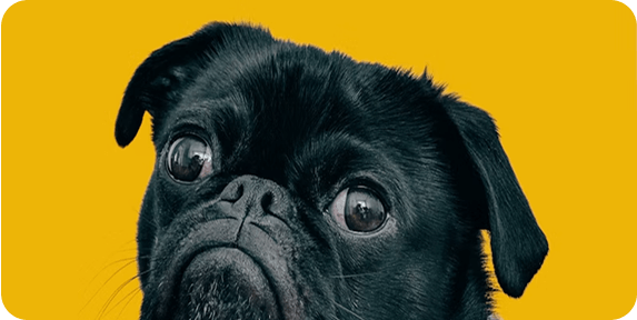 black dog before removing background